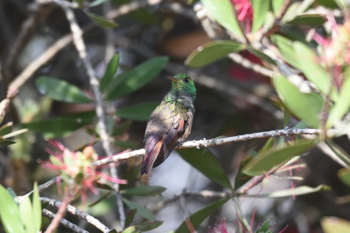 Berylline Hummingbird - German Garcia