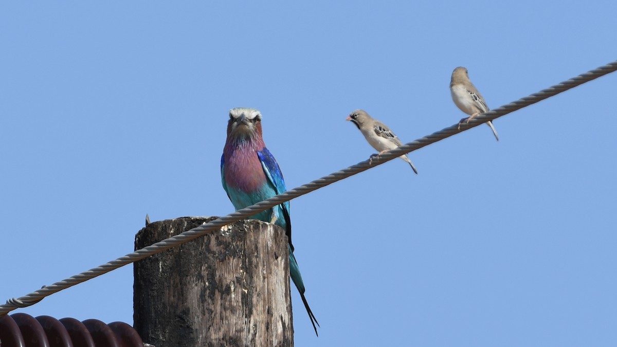 Lilac-breasted Roller - ML185156481