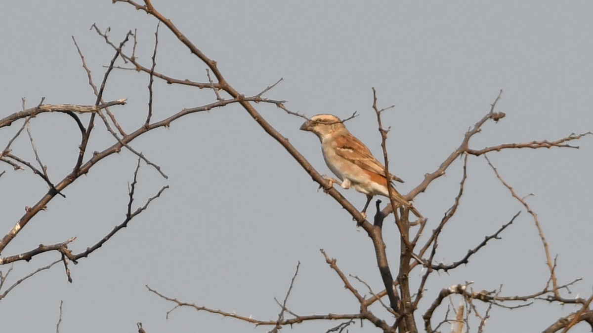 Great Rufous Sparrow - ML185156551