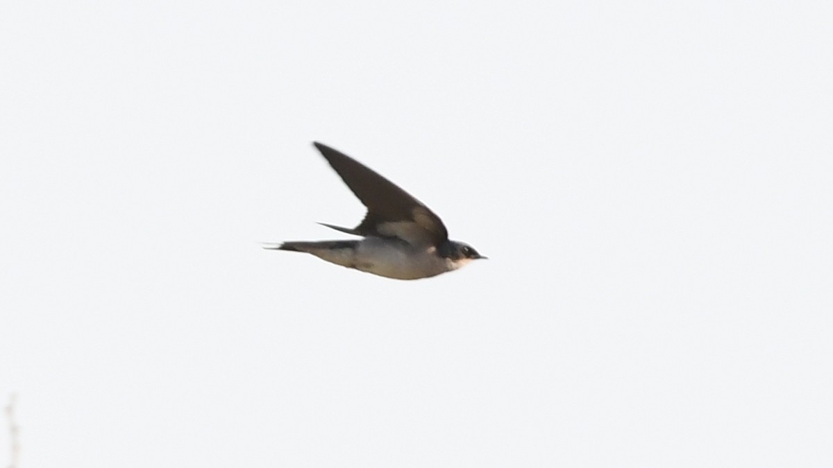 Pearl-breasted Swallow - ML185156601