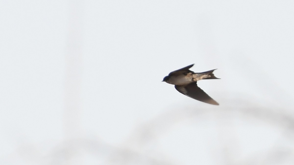 Pearl-breasted Swallow - ML185156611