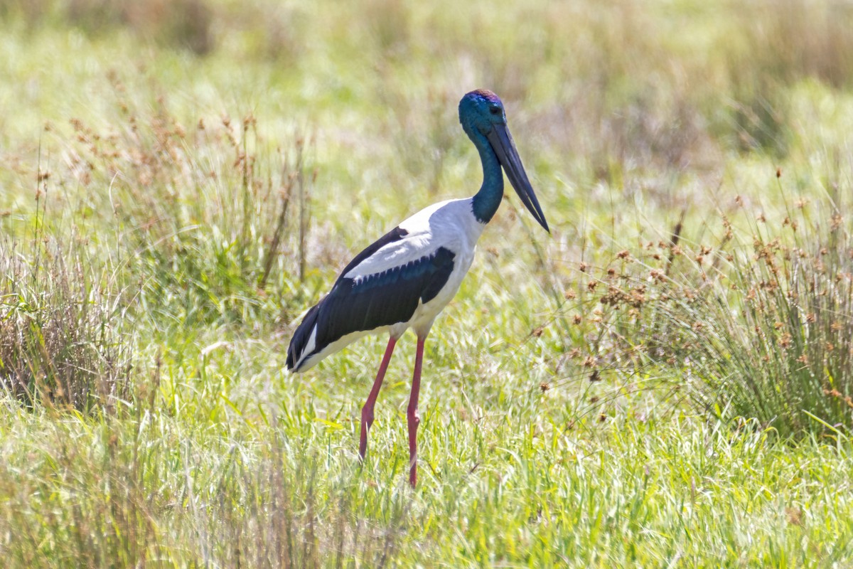 Black-necked Stork - ML185158531