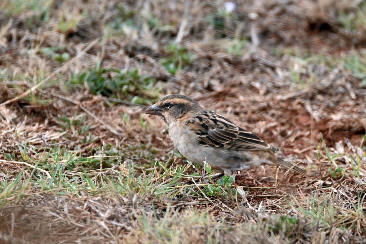 Shelley's Rufous Sparrow - ML185159141