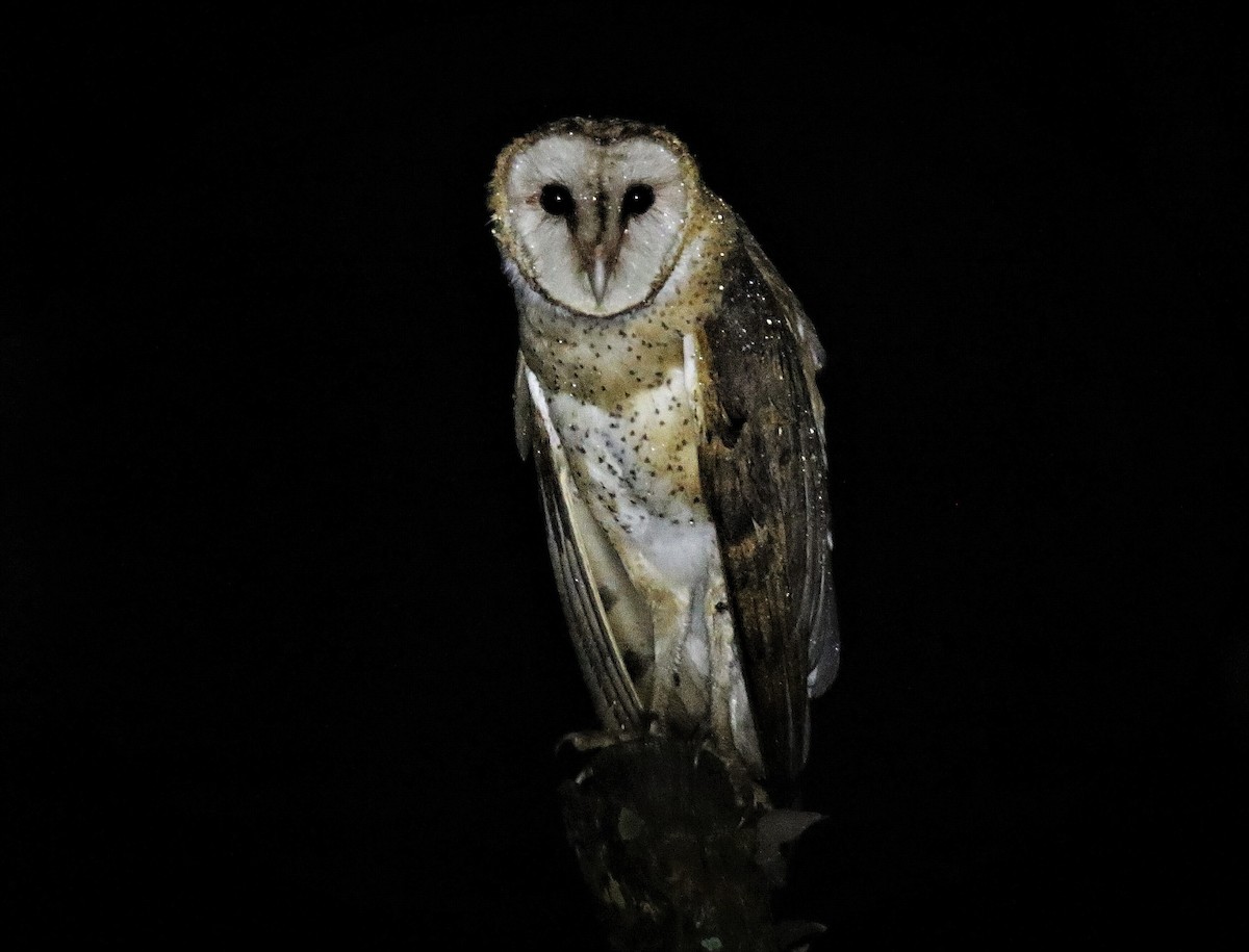 Barn Owl - Josue  de León Lux (Birding Guide) josuedeleonlux@gmail.com +502 3068 8988