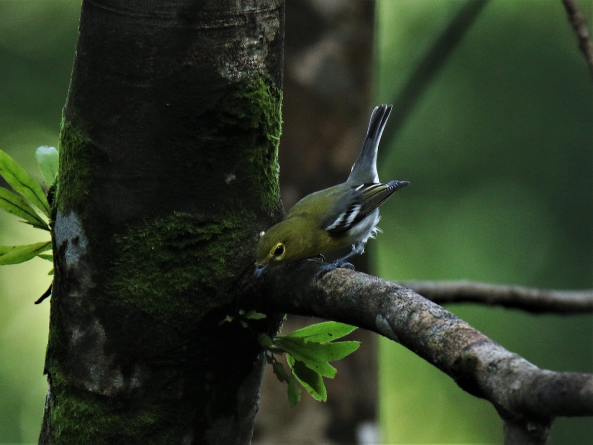 Yellow-throated Vireo - Josue  de León Lux (Birding Guide) josuedeleonlux@gmail.com +502 3068 8988