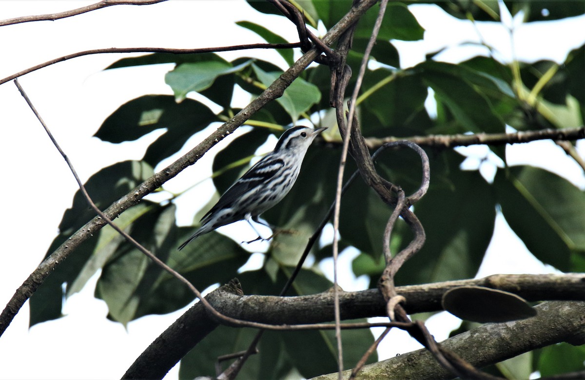 Black-and-white Warbler - Josue  de León Lux (Birding Guide) josuedeleonlux@gmail.com +502 3068 8988