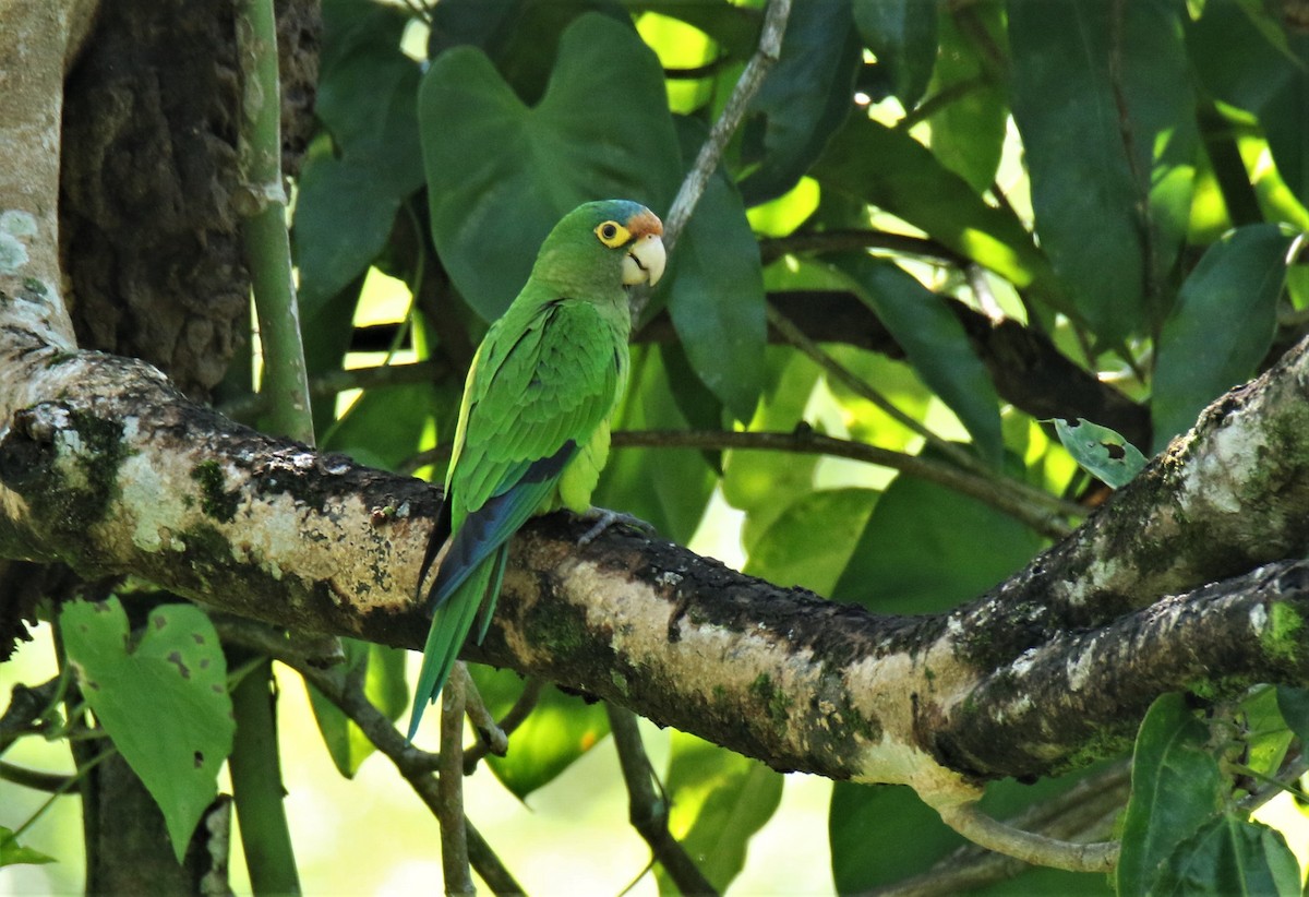 Orange-fronted Parakeet - Josue  de León Lux (Birding Guide) josuedeleonlux@gmail.com +502 3068 8988