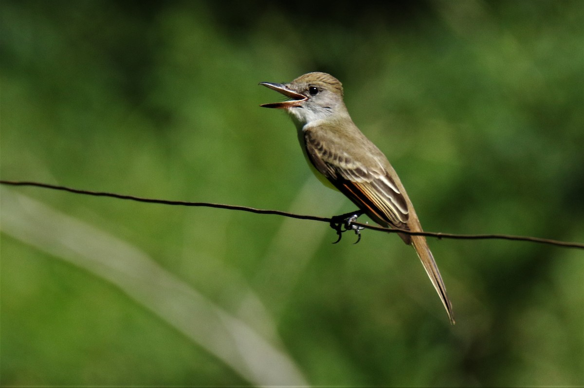 Brown-crested Flycatcher - Josue  de León Lux (Birding Guide) josuedeleonlux@gmail.com +502 3068 8988