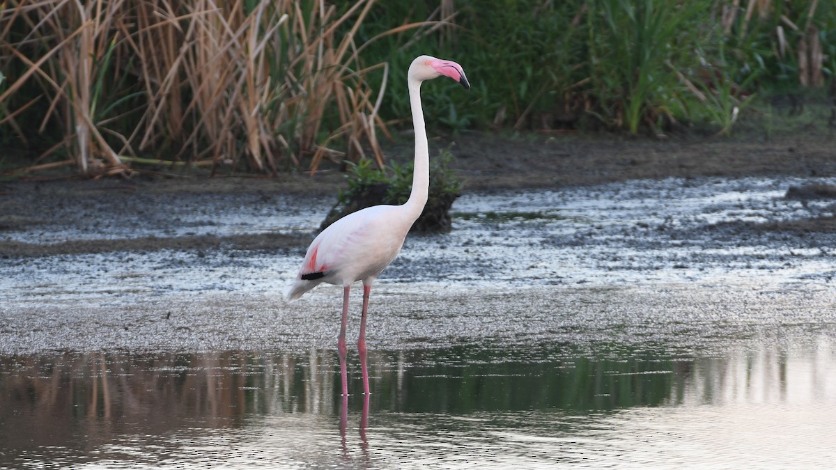 Greater Flamingo - ML185171421