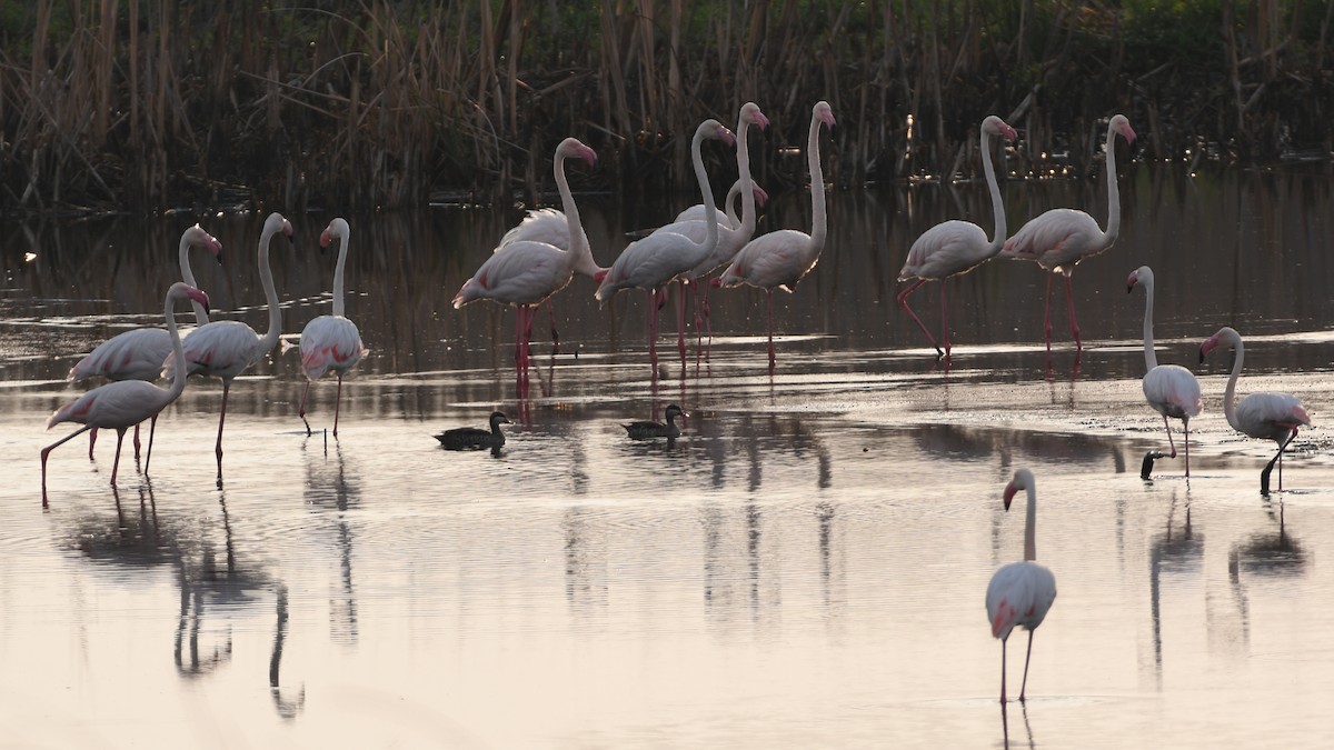 Greater Flamingo - ML185171431