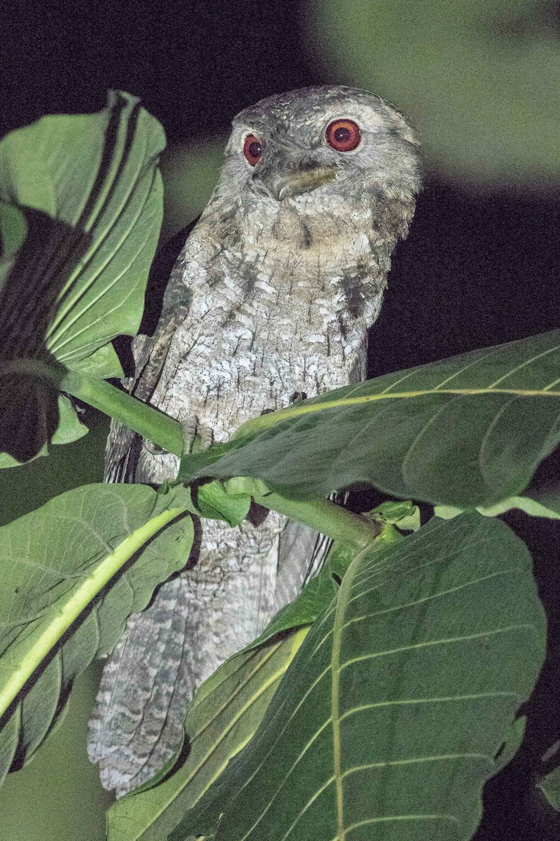Papuan Frogmouth - ML185173031