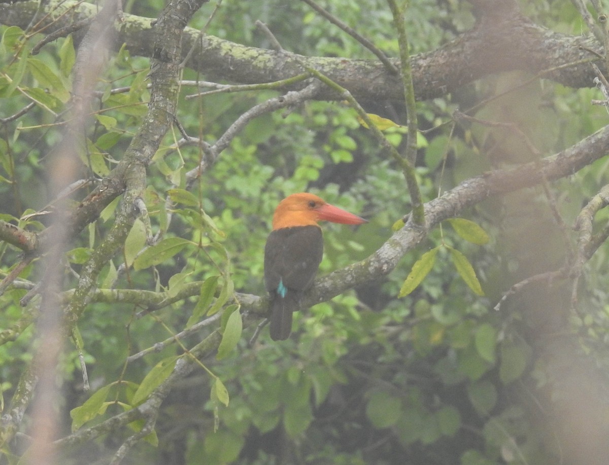 Brown-winged Kingfisher - ML185174281
