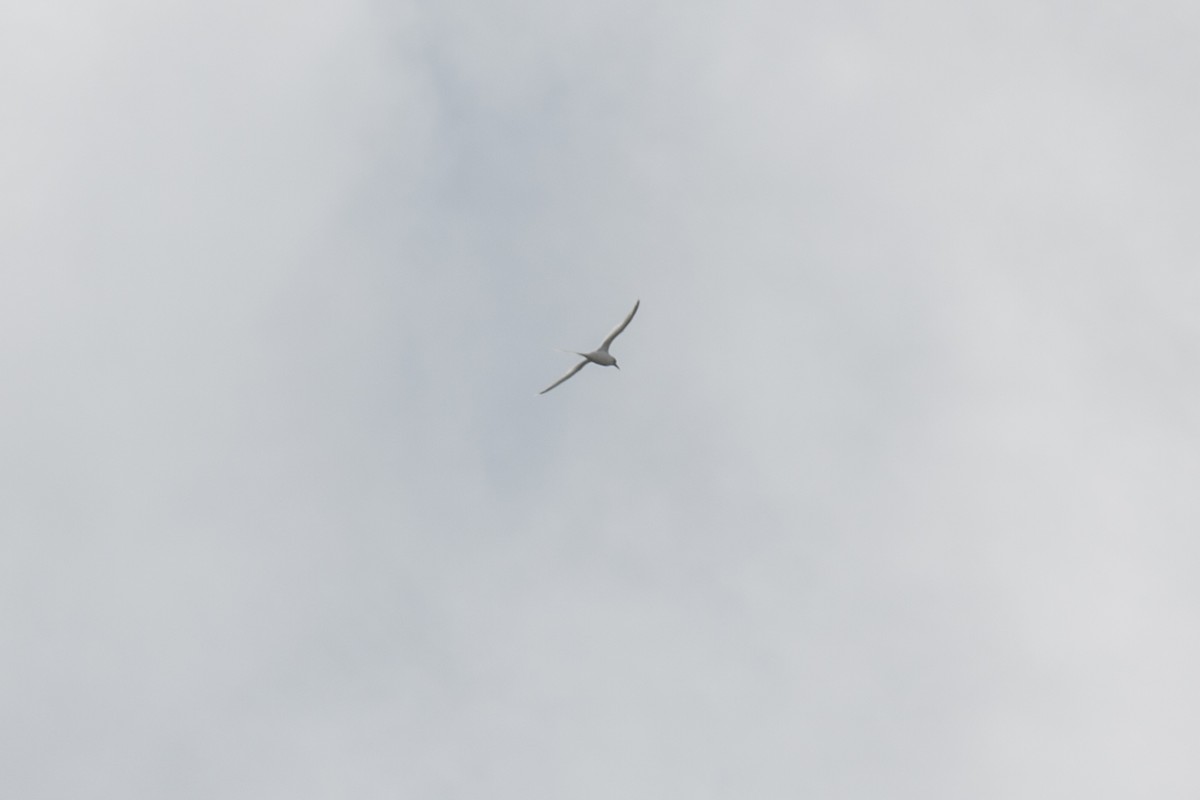 White-tailed Tropicbird - ML185175151