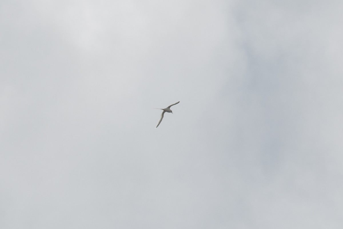 White-tailed Tropicbird - ML185175171