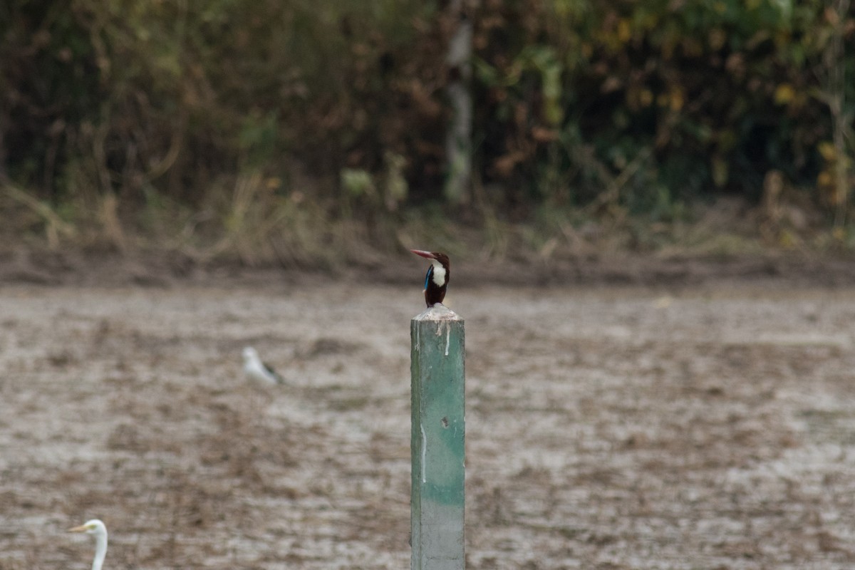 White-throated Kingfisher - Sutanan Pinmaneenopparat