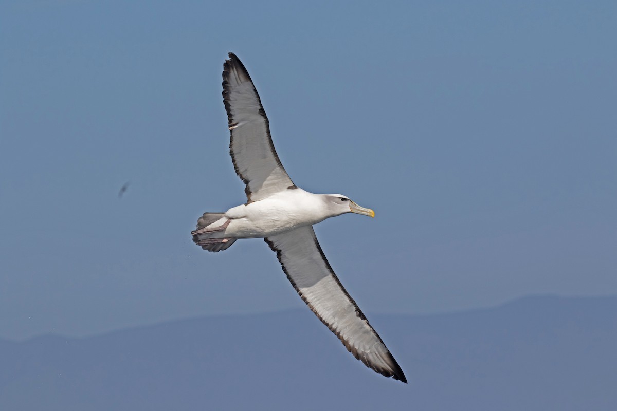 White-capped Albatross - ML185179571