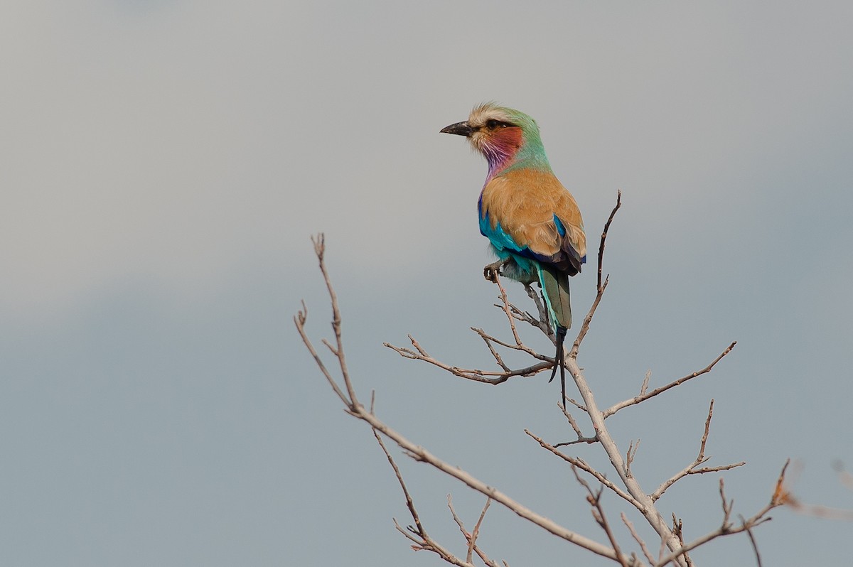 Lilac-breasted Roller - Giuseppe Citino