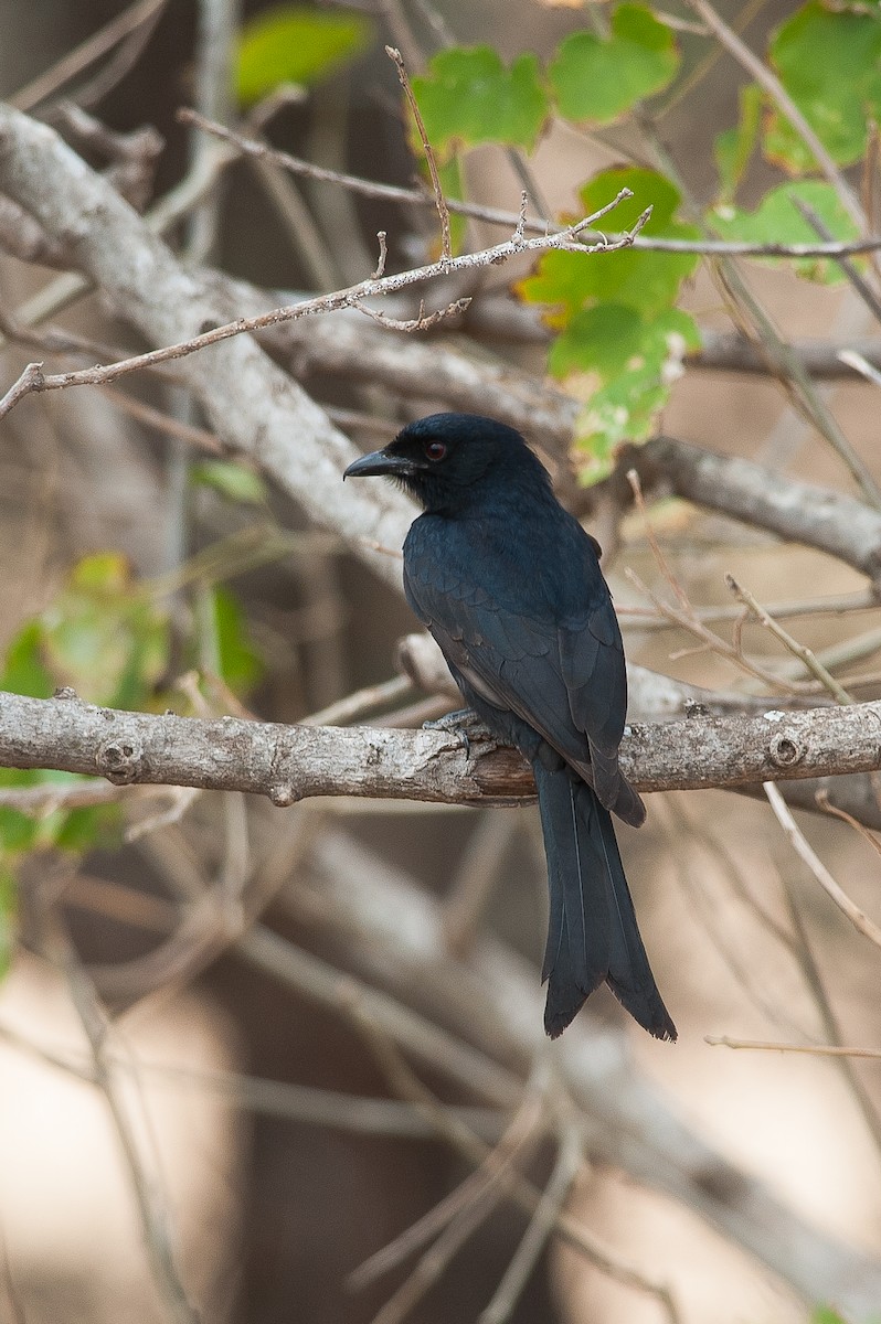 Fork-tailed Drongo - ML185182351