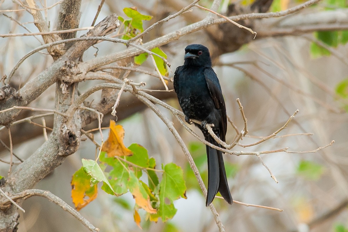 Fork-tailed Drongo - ML185182381