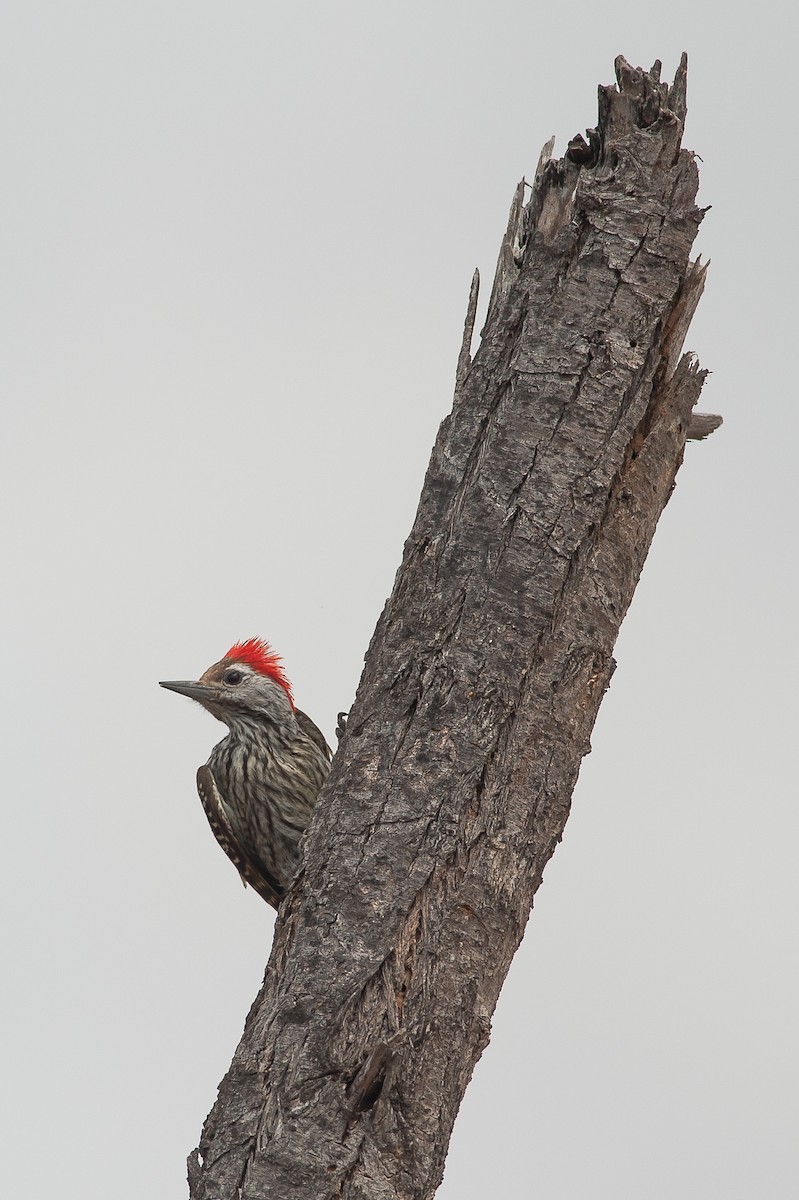 Cardinal Woodpecker - ML185182431