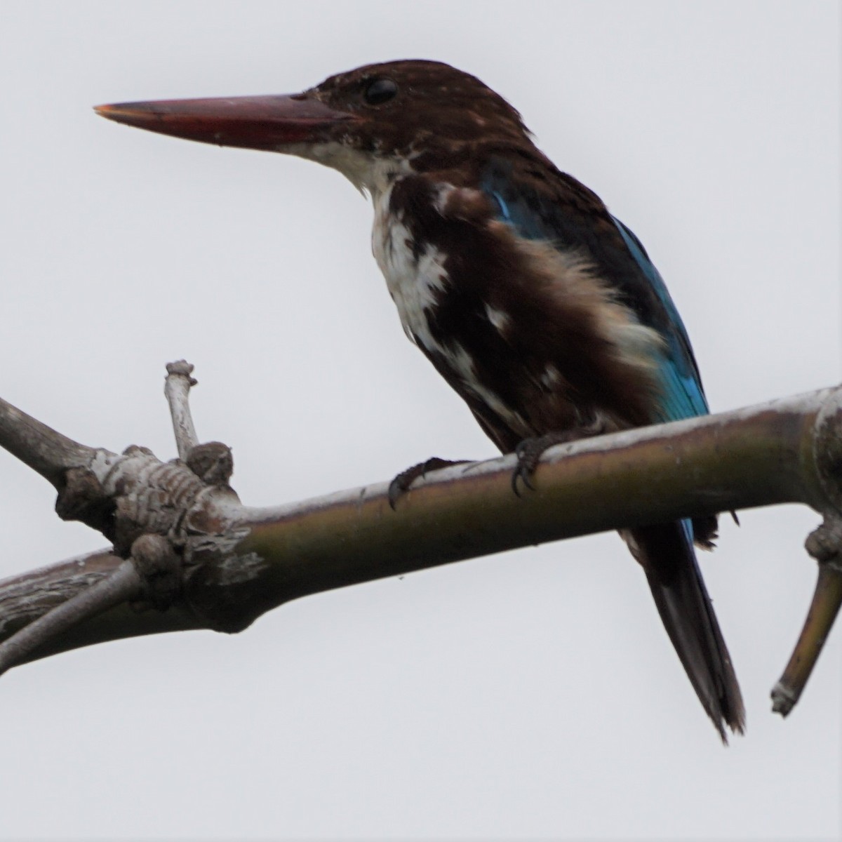 White-throated Kingfisher - Sundar Muruganandhan