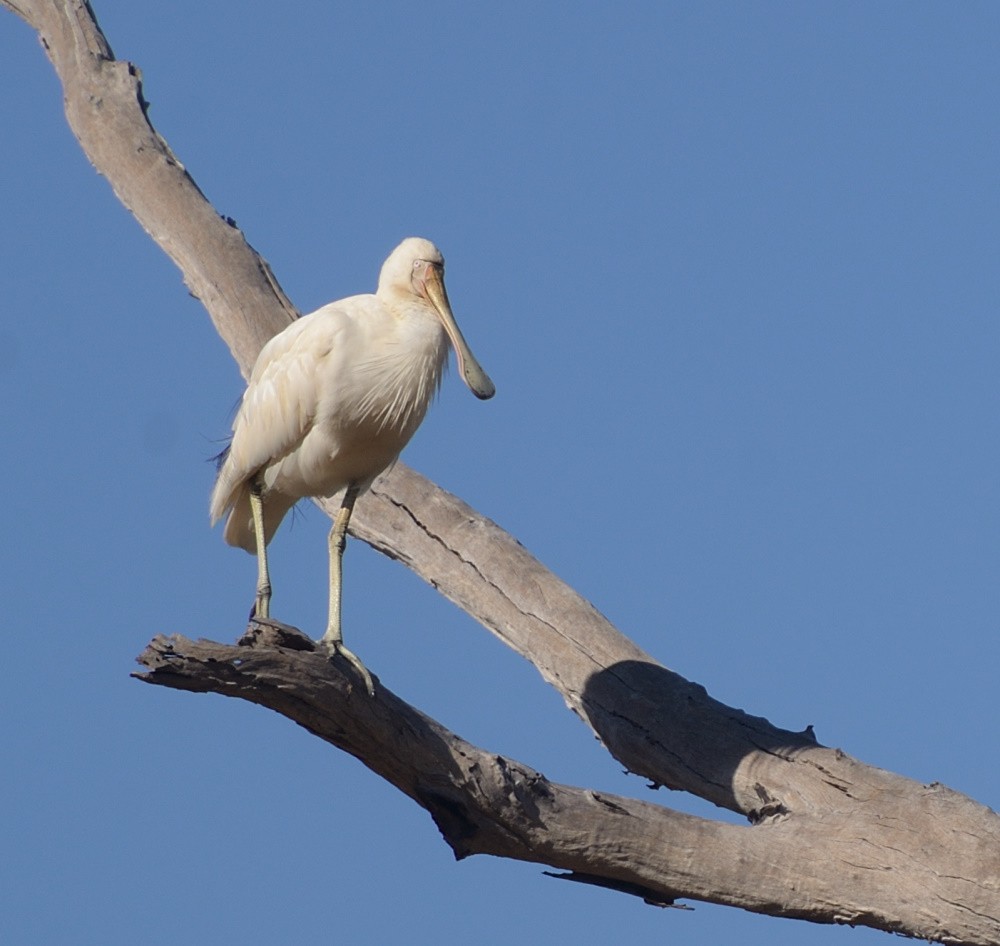 Yellow-billed Spoonbill - Allan and Sandy Rose