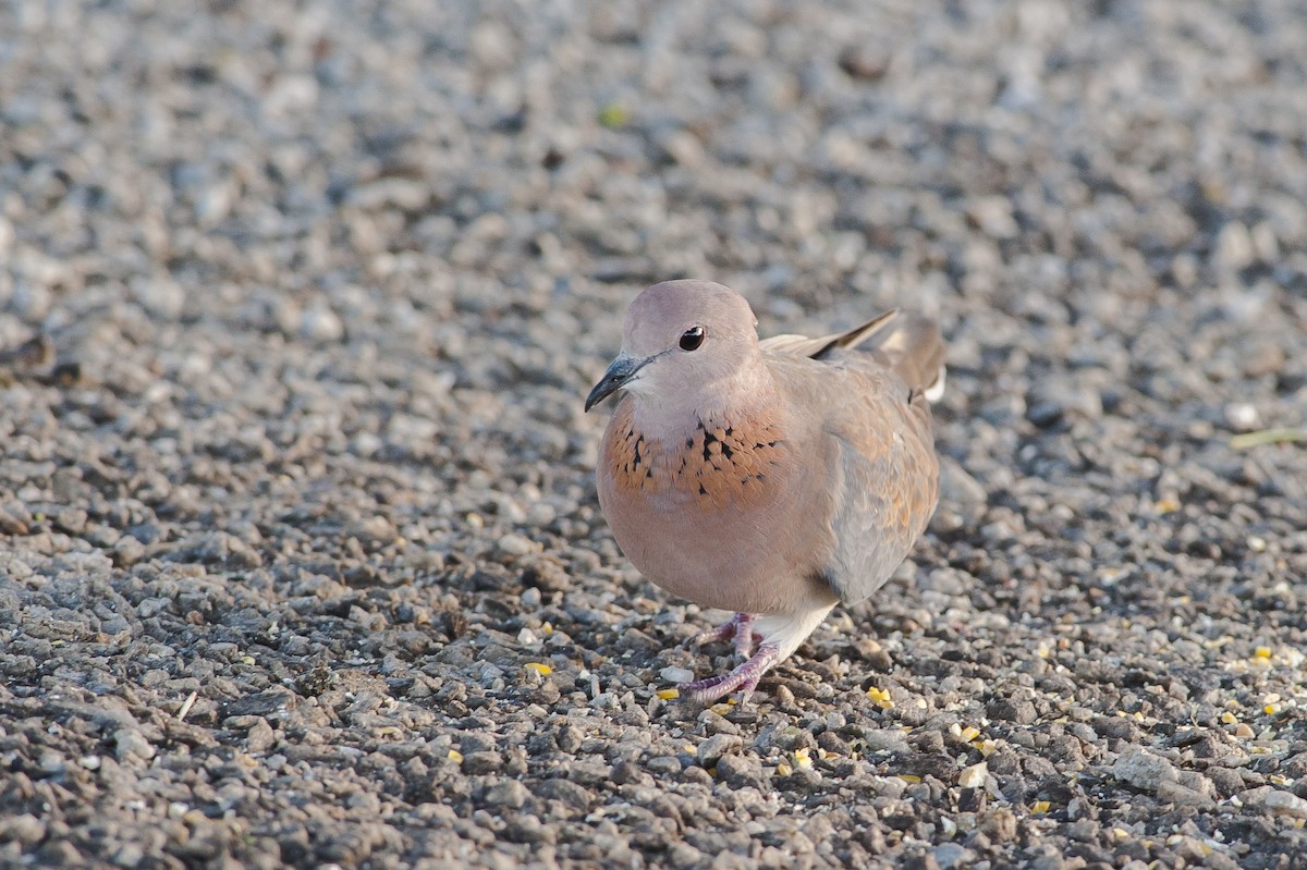 Laughing Dove - ML185187871