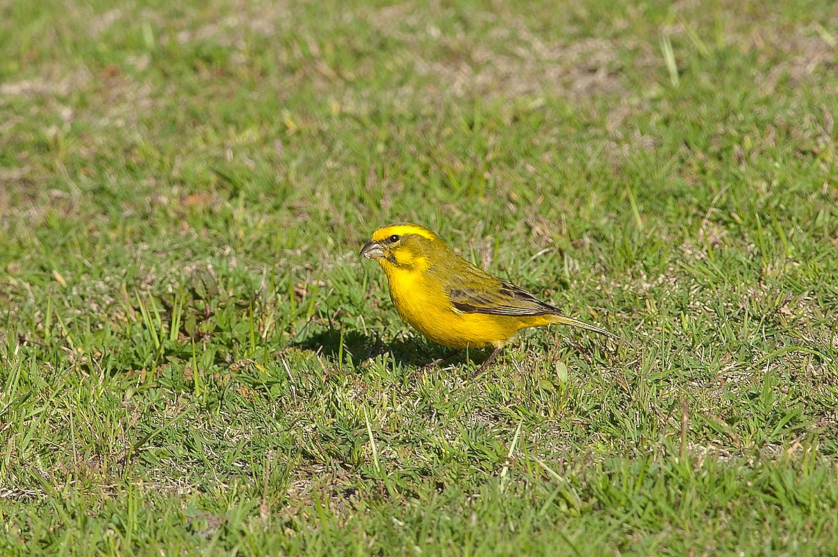 Yellow Canary - ML185187971