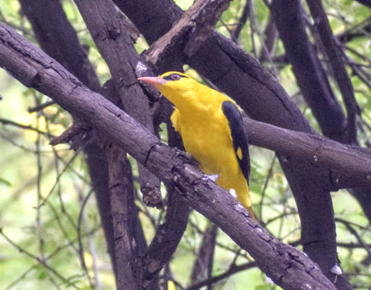 Indian Golden Oriole - ML185189831