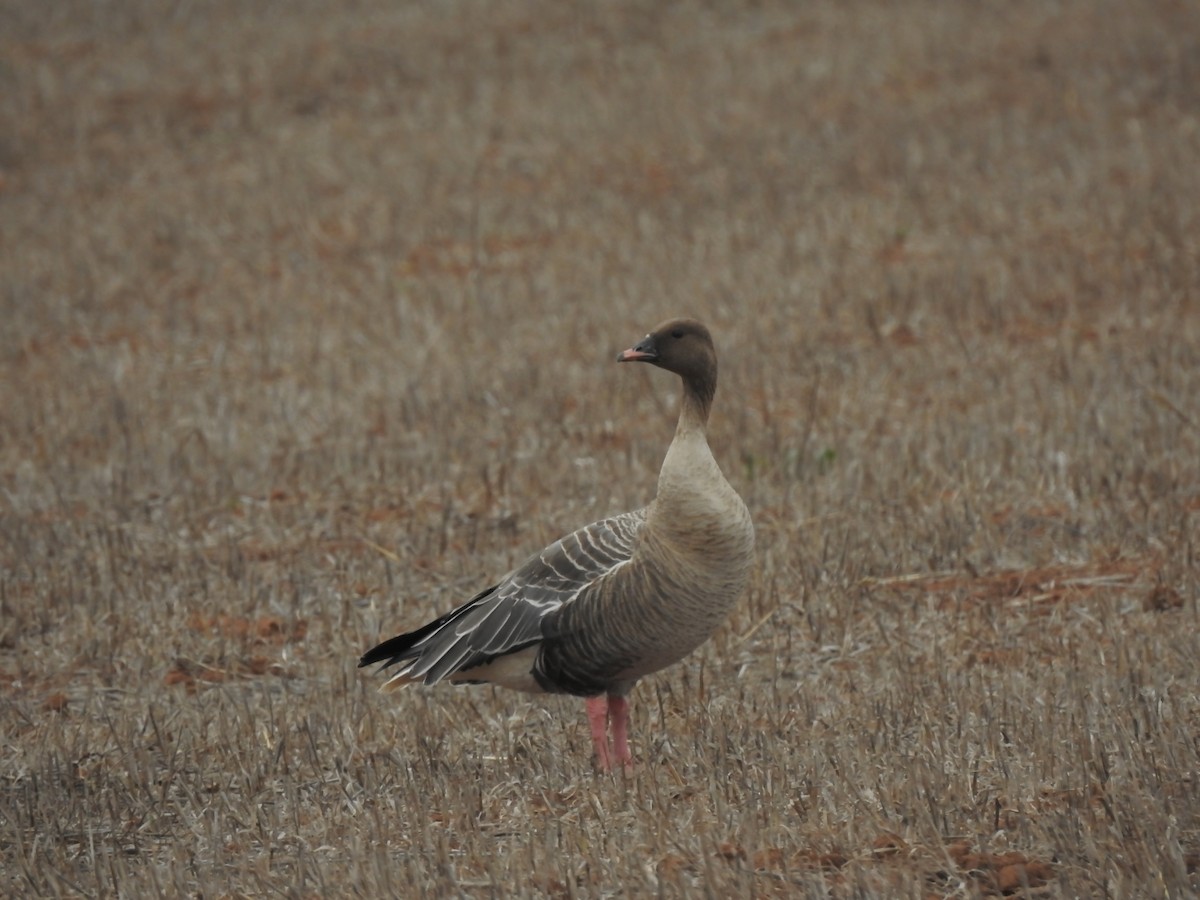 Pink-footed Goose - Lars Gonçalves