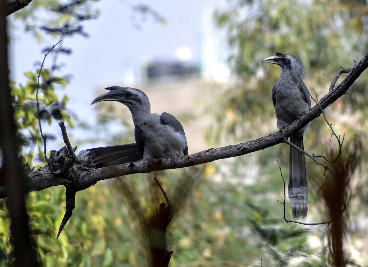Indian Gray Hornbill - Jageshwer verma