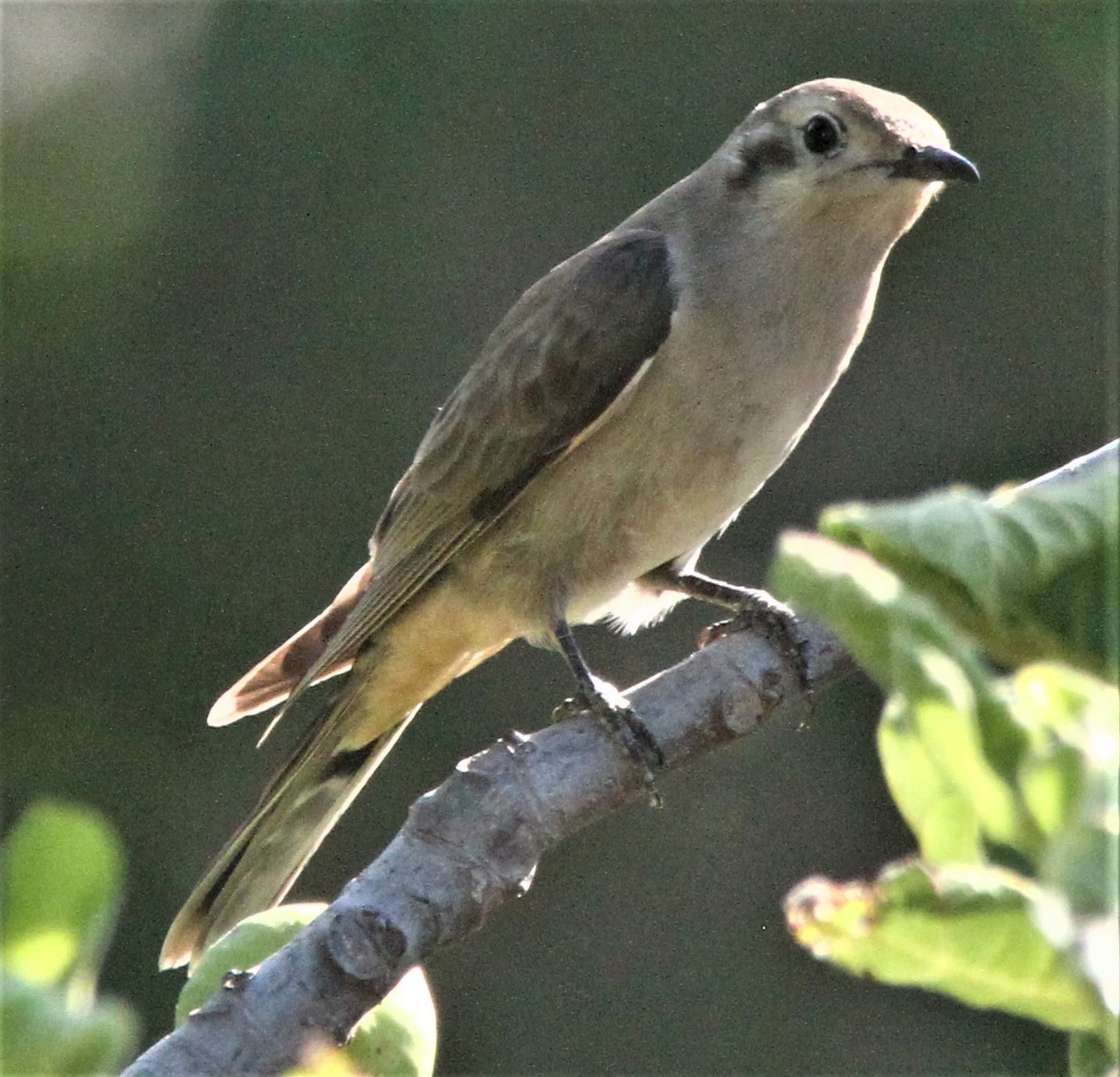 Black-eared Cuckoo - ML185192501