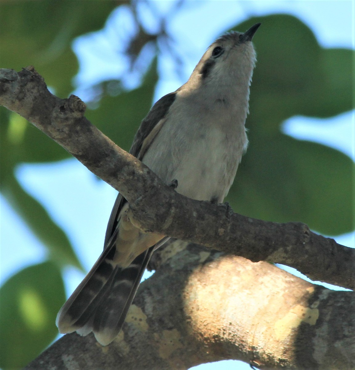 Black-eared Cuckoo - ML185192511