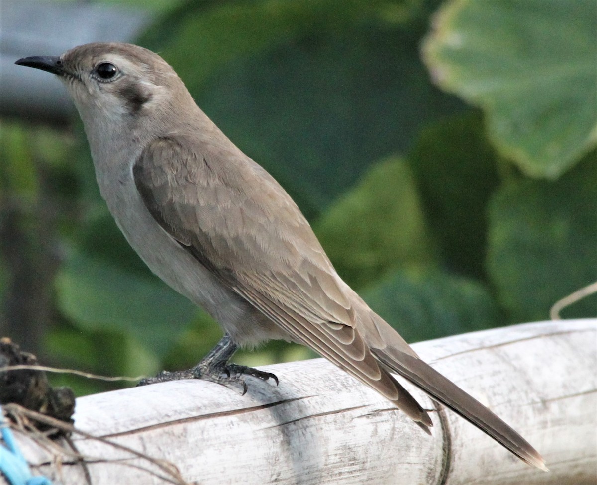 Black-eared Cuckoo - ML185192521