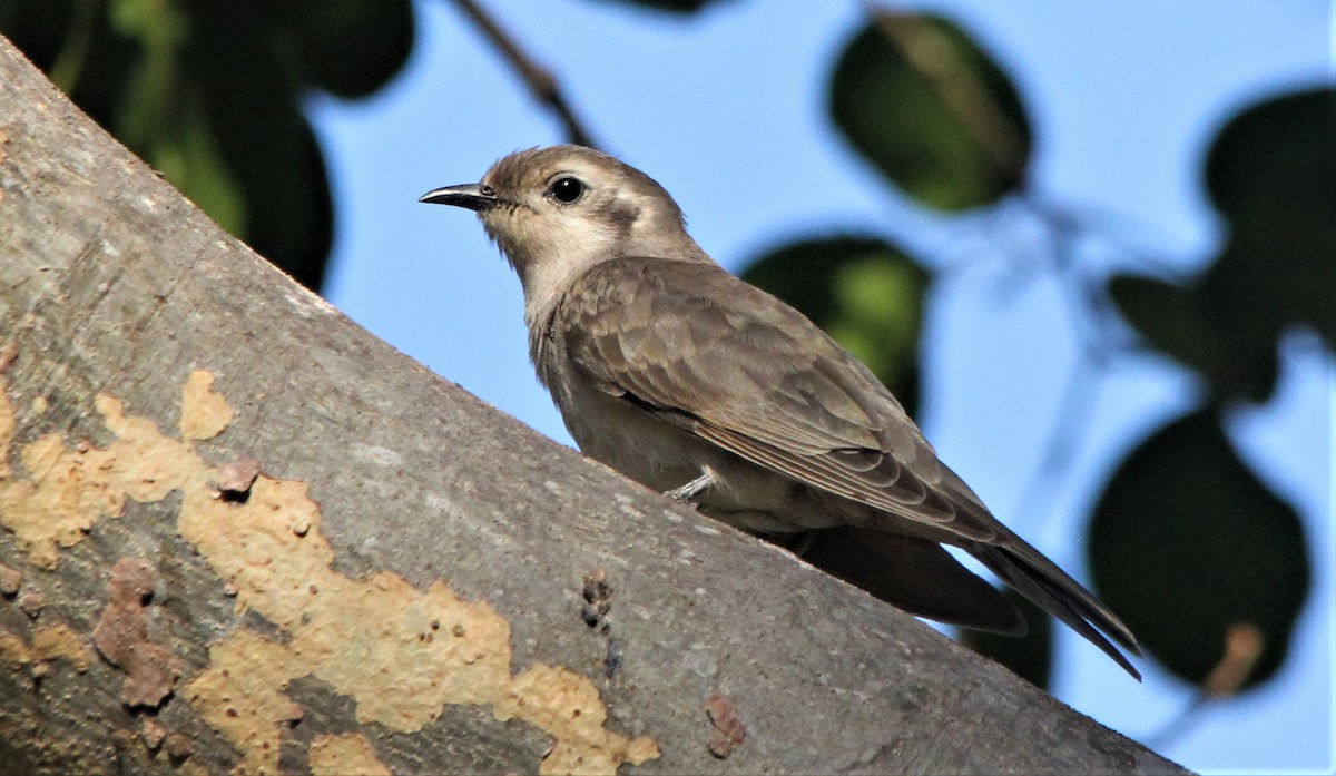 Black-eared Cuckoo - ML185192531