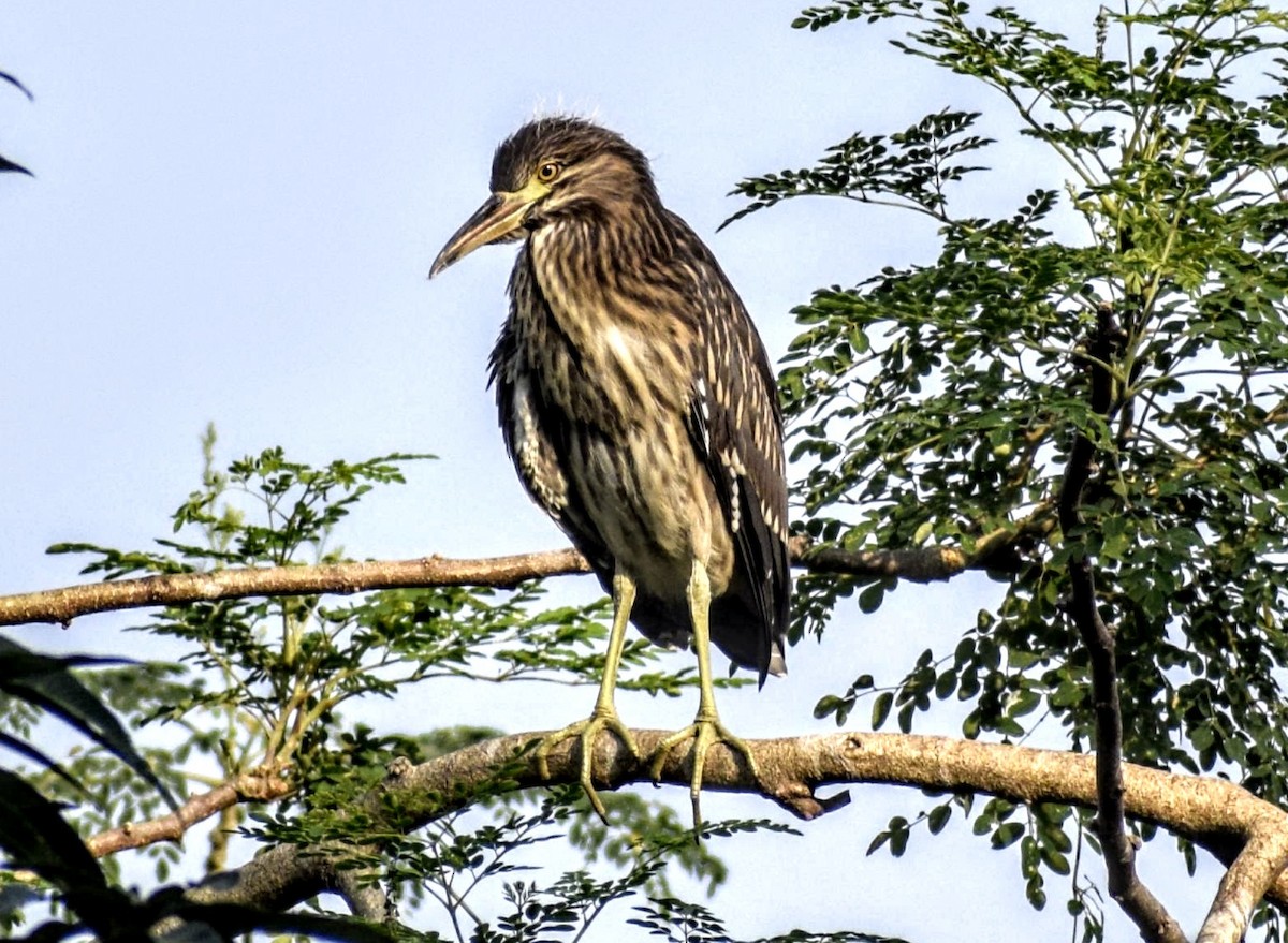 Black-crowned Night Heron - Jageshwer verma