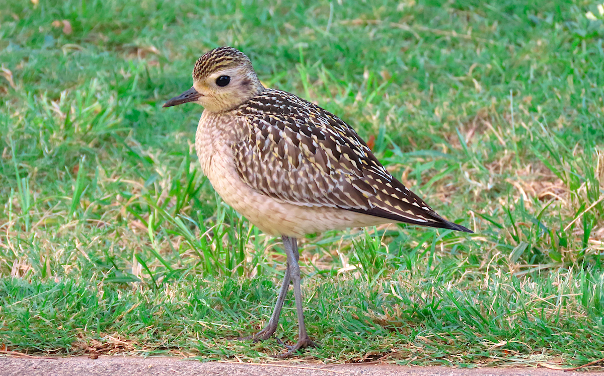 Pacific Golden-Plover - Ted Floyd