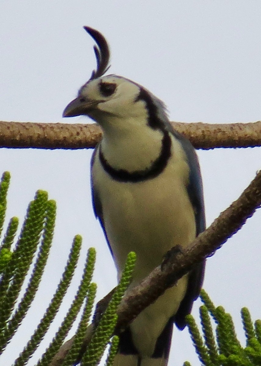 White-throated Magpie-Jay - Thomas Wurster