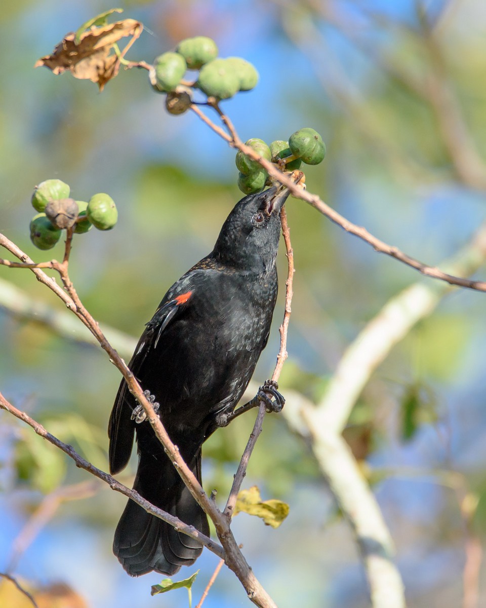 Red-winged Blackbird - Wally Jones