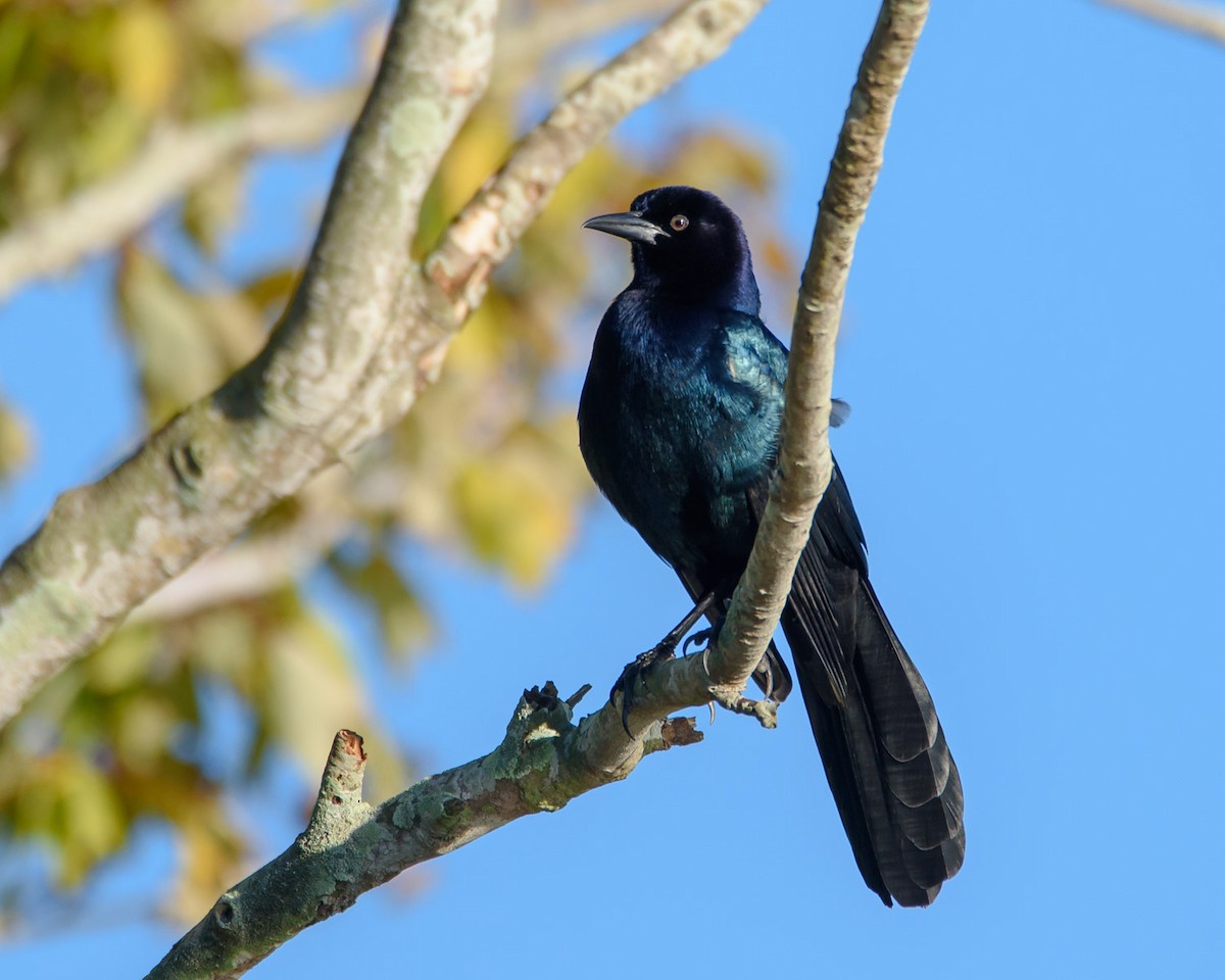 Boat-tailed Grackle - ML185205231