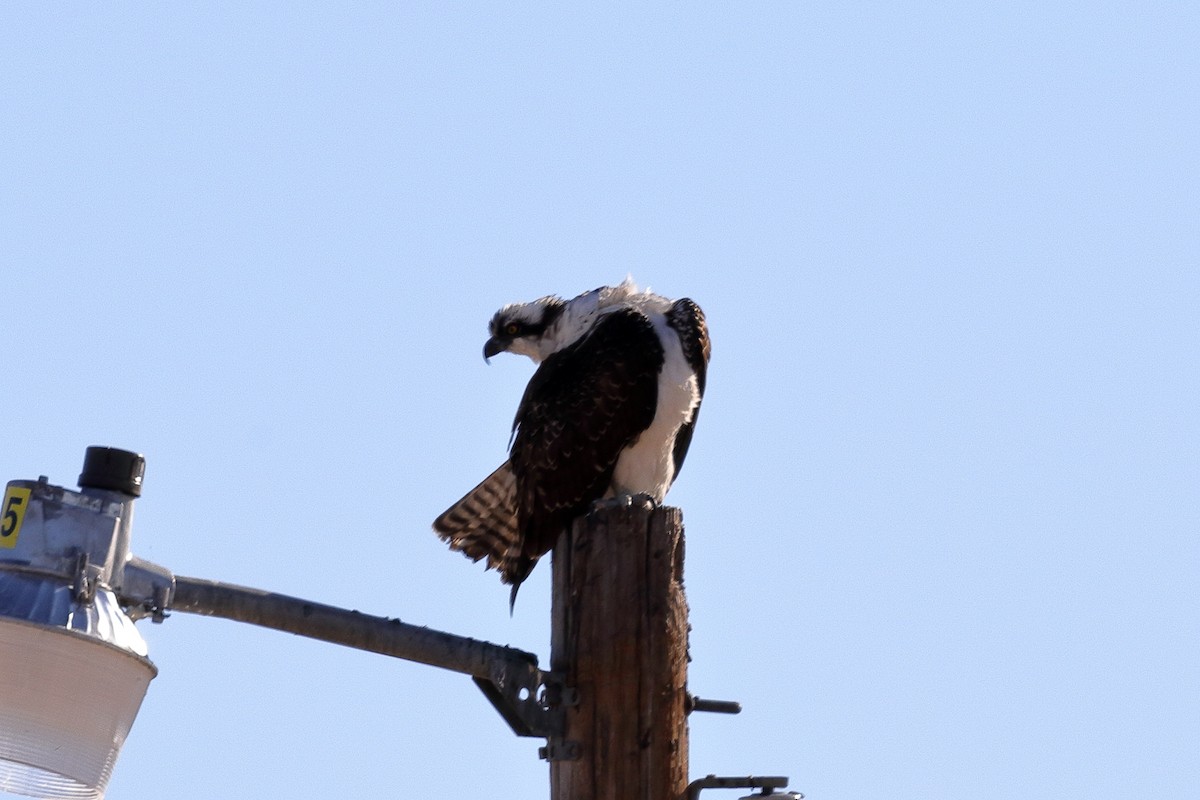 eBird Checklist 31 Oct 2019 Twin Buttes Reservoir 13 species