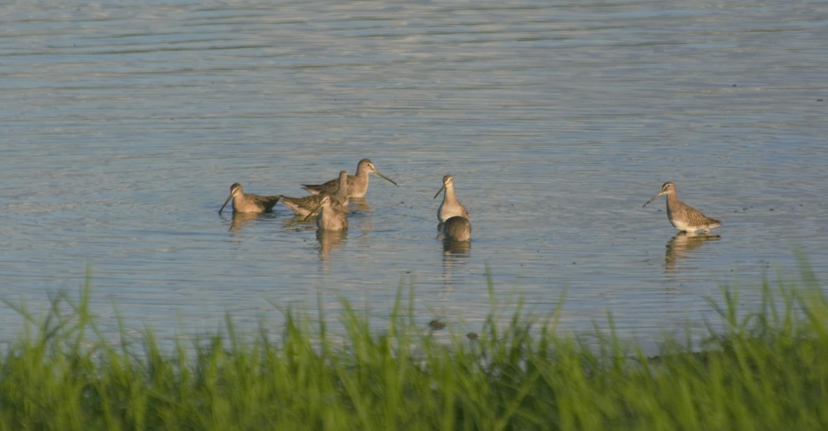 Long-billed Dowitcher - ML185208721