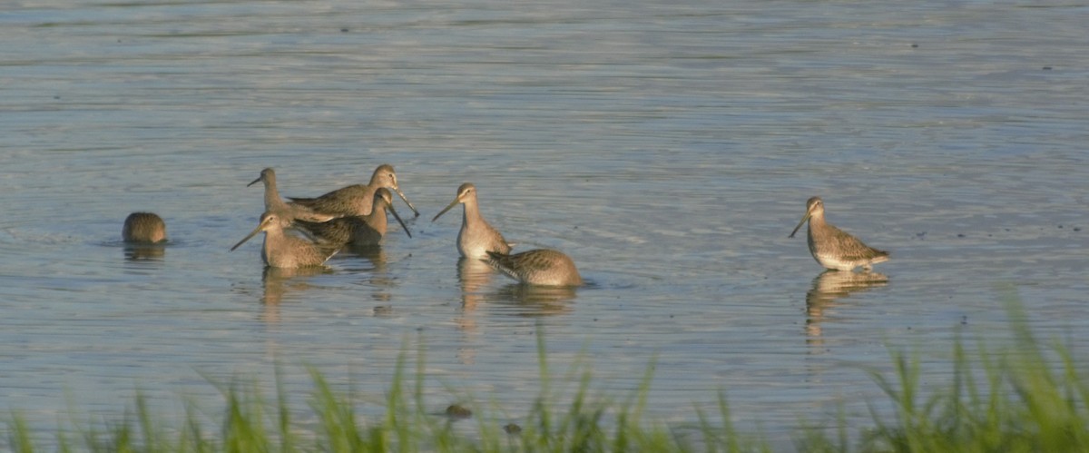 Long-billed Dowitcher - ML185208791