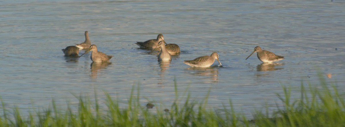 Long-billed Dowitcher - ML185208801