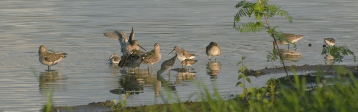 Long-billed Dowitcher - ML185208821