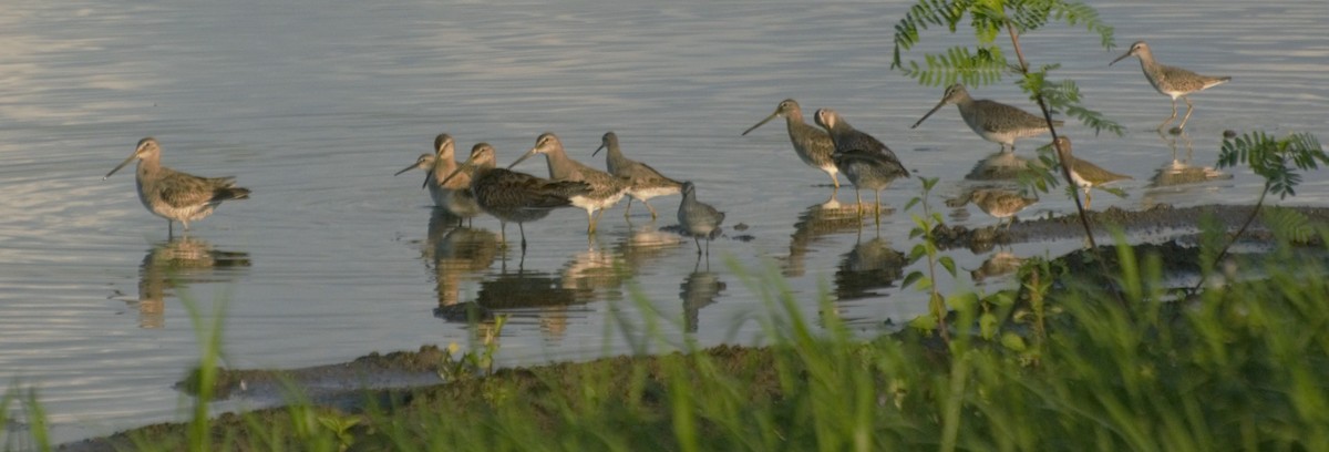 Long-billed Dowitcher - ML185208841