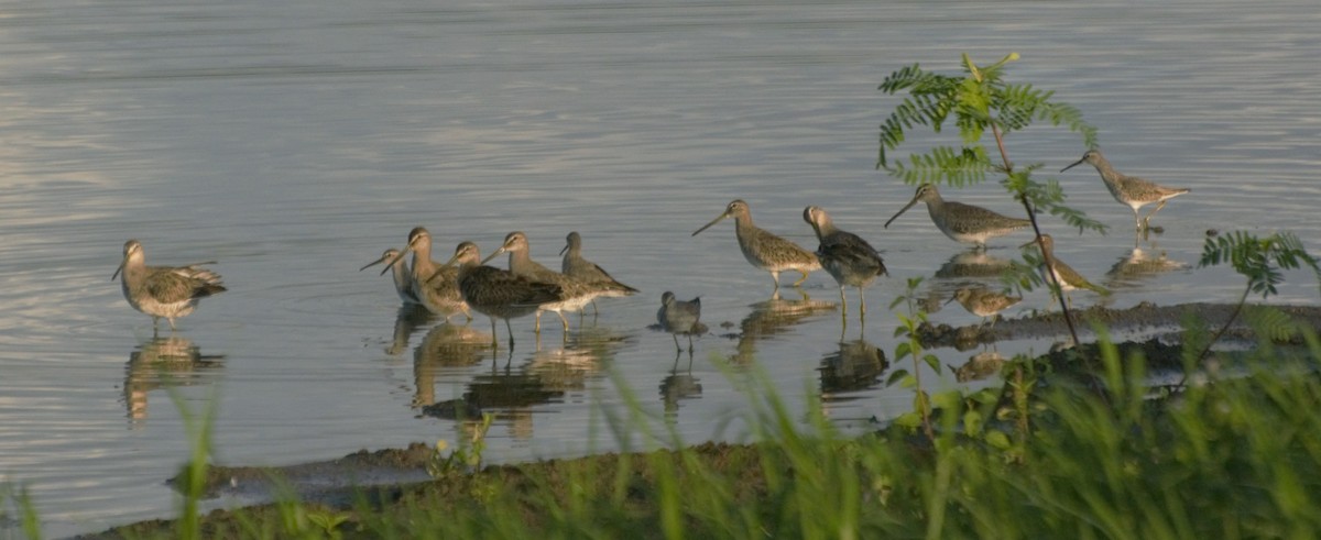 Long-billed Dowitcher - ML185208851