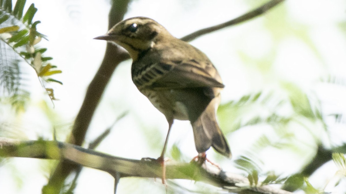Olive-backed Pipit - ML185210441