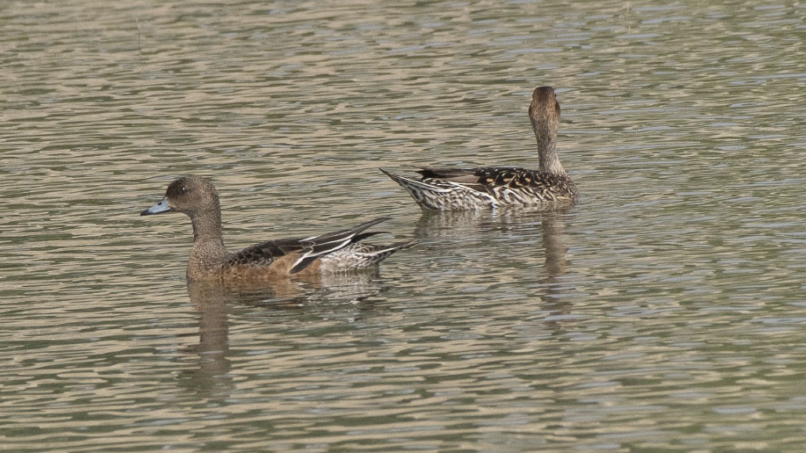 Green-winged Teal - ML185210561