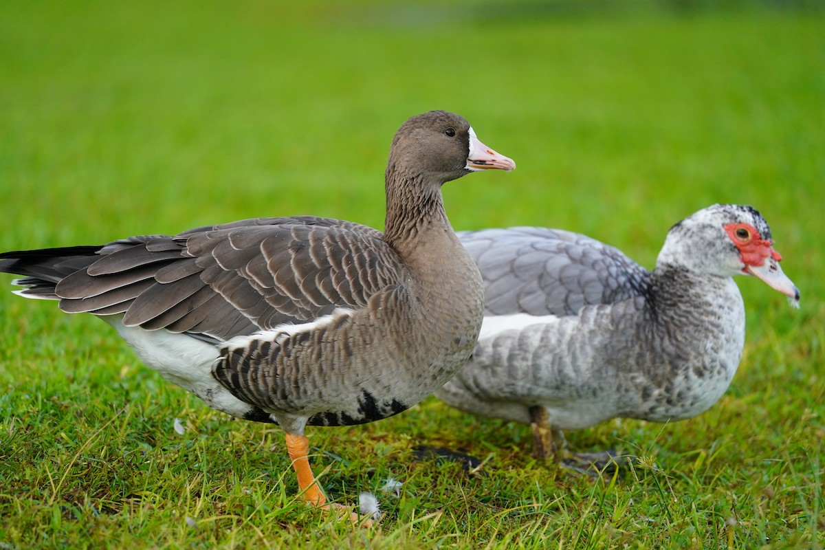Greater White-fronted Goose - ML185211301